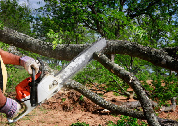 Reliable Tellico Plains, TN Tree Services Solutions